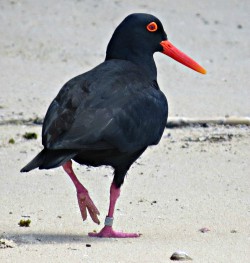 Endemic African Black Oystercatcher