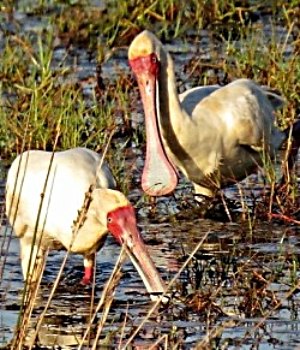 Two African Spoonbills
