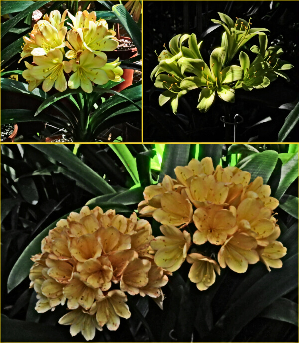 Three gorgeous Clivias Three gorgeous Clivias