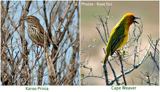 Birds to be seen in Addo