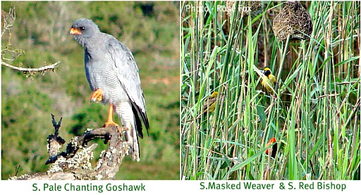 Birds add interest when traveling through a game reserve