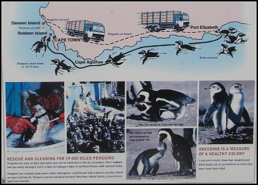 Penguins swim from PE to Cape Town Penguins swim from PE to Cape Town