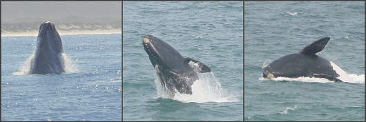 Southern Right breaching Southern Right breaching