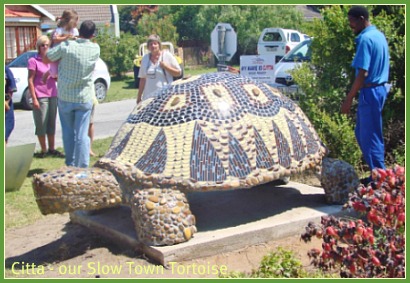 Our slow town tortois
