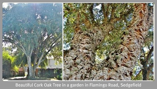 Ms Hart's Cork Oak Tree