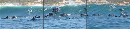 School of dolphins in the surf School of dolphins in the surf
