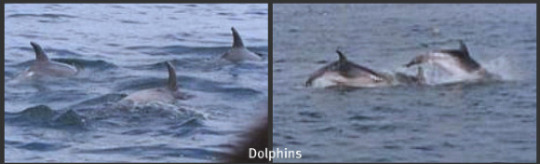 Dolphins Dolphins