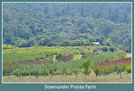 Downunder Protea Far