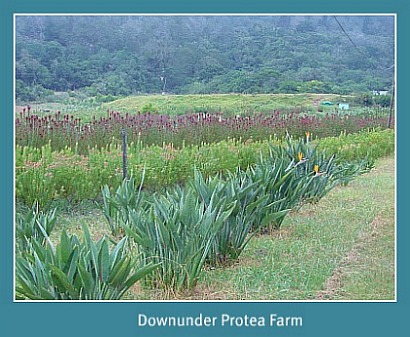 Proteas and fynbos grown for harvesting