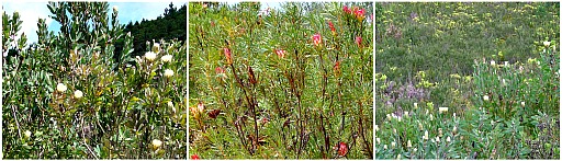 a variety of blooming proteas