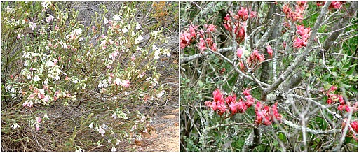 Fynbos in flower