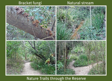 Pledge ParkForest Forest