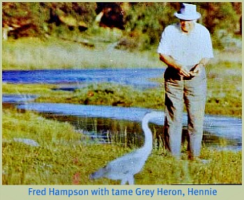 Fred feeding his tame Grey Heron Fred feeding his tame Grey Heron