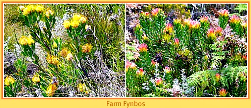 Farm fynbos