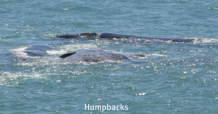 Humpback glimpses Humpback glimpses