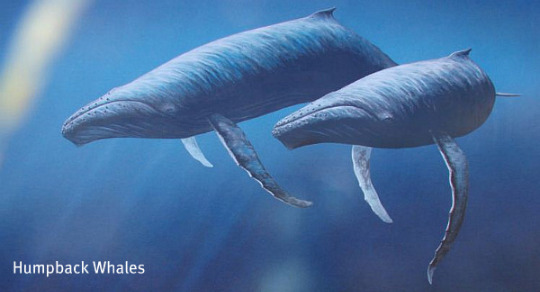 Humpback Whales Humpback Whales