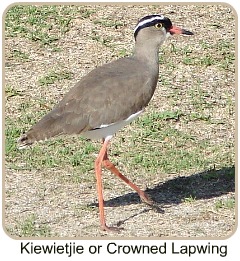 Kiewietjie (Crowned Lapwing) Kiewietjie (Crowned Lapwing)