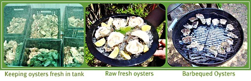 Live fresh oysters Live fresh oysters