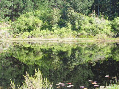 Reflections in a  pool on a walk through George Botanical Gardens. Reflections in a  pool on a walk through George Botanical Gardens.