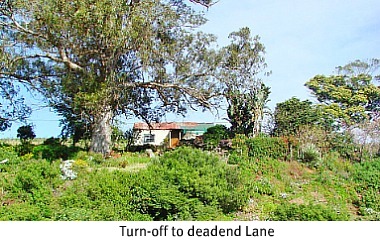 Old house dwarfed by huge tree Old house dwarfed by huge tree