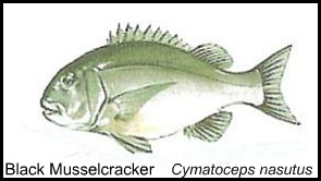 Black Musselcracker Black Musselcracker