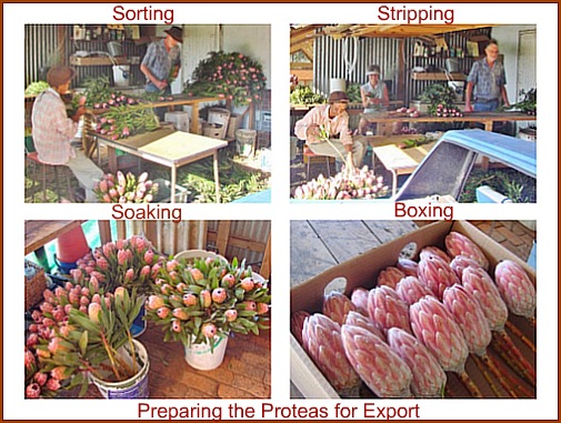 Preparing Proteas for the market