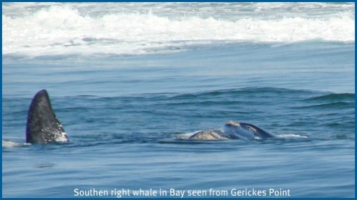 Southern Right Whale in Swartvlei Beach Bay Southern Right Whale in Swartvlei Beach Bay