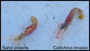 Sand prawns - ecosystem engineers. Sand prawns - ecosystem engineers.