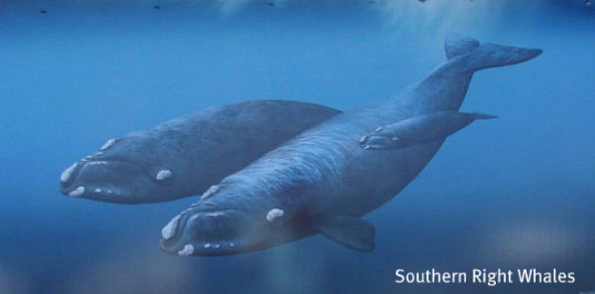 Southern Right Whales Southern Right Whales