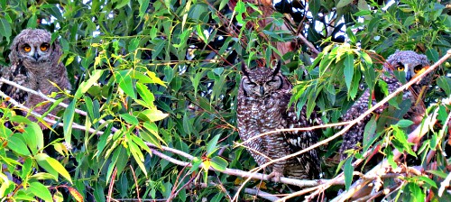 Spotted Eagle Owl family