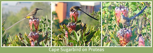 Cape Sugarbirds on the Protea Shrubs