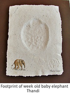 Baby elphant Thandi's footprint