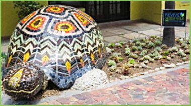 A Slow Town Tortoise in his cactus garden.