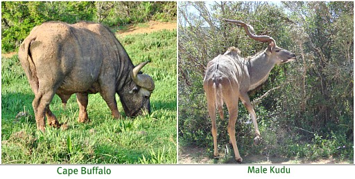 Grazers and browsers-each has a part to play in the scheme of things