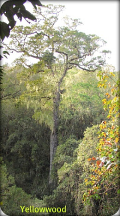Outeniqua Yellowwood Outeniqua Yellowwood