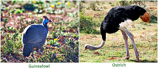 well-known birds in gardens and Karoo farms - here in the wild