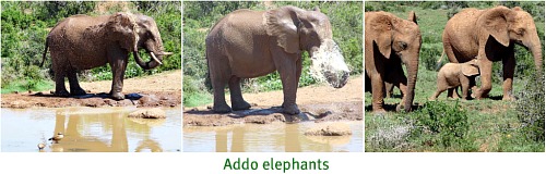 Addo elephants enjoying a waterhol