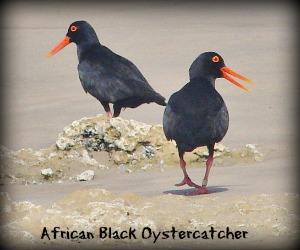 African Black Oystercatcher