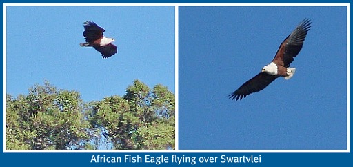 African Fish Eagle