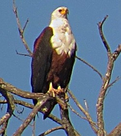 African Fish Eagle