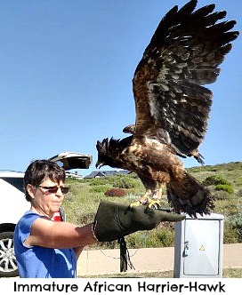 Immature African Harrier Hawk being released Immature African Harrier Hawk being released