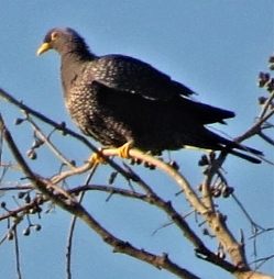 African Olive Pigeon