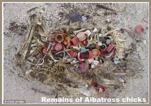 albatross chick remains albatross chick remains