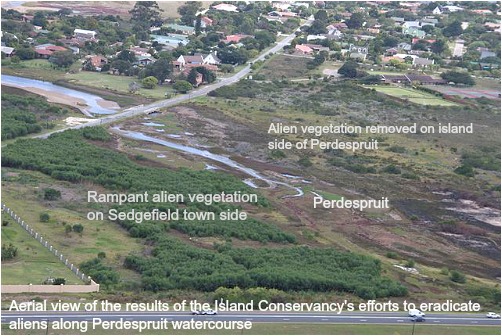 alien vegetation eradication efforts alien vegetation eradication efforts