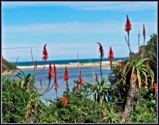Flowering Aloes fringe a view to the River mouth