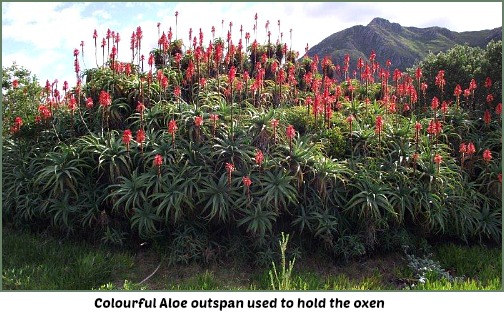 Aloe Shrub barrier fence Aloe Shrub barrier fence
