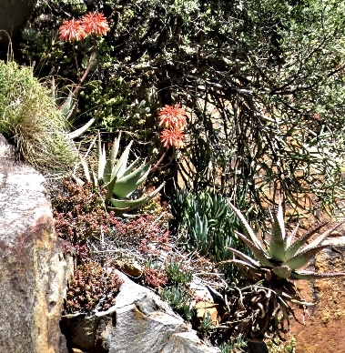 Mountain Aloes on the cliff at Aalwyn Drift Mountain Aloes on the cliff at Aalwyn Drift