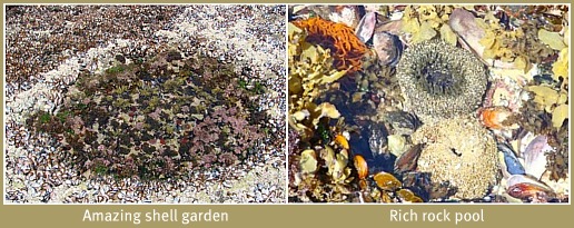 Marine mysteries in rock pools exposed at Spring low tide Marine mysteries in rock pools exposed at Spring low tide