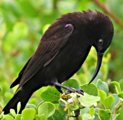 Male Amethyst Sunbird