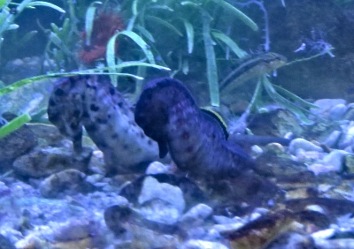 A pair of Knysna Seahorses foraging in the tank at SANParks Offices on Thesen Island, Knysna.
